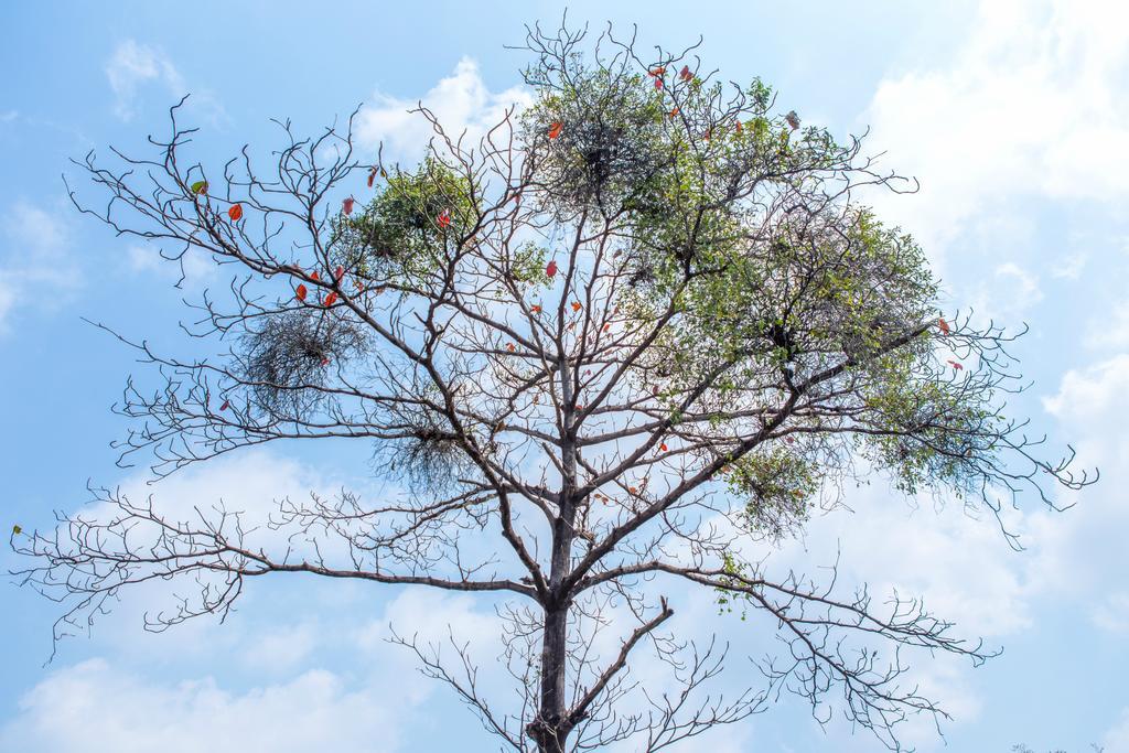The Capital Resort @ Sukhumvit 50 방콕 외부 사진 Tree