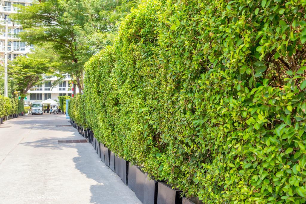 The Capital Resort @ Sukhumvit 50 방콕 외부 사진 A hedge